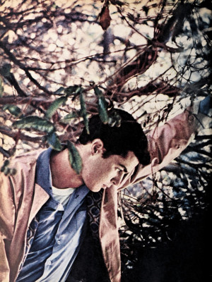 Richard Beymer profile Photo