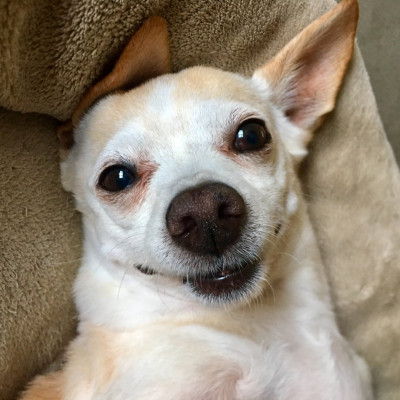 Samantha Quan profile Photo
